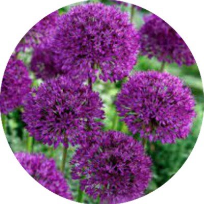 Allium afl. 'Purple...