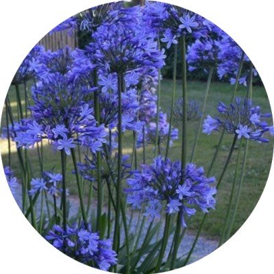 Agapanthus 'Dr. Brouwer'...