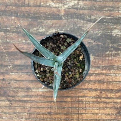 agave xylonacantha