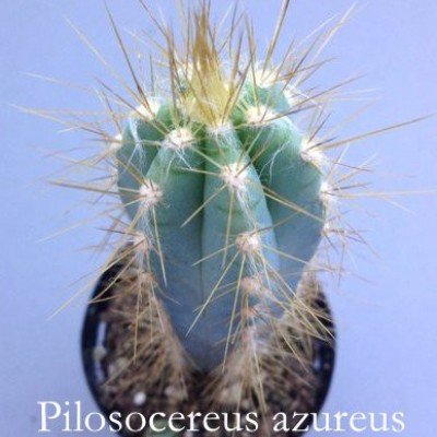 Cereus Azureus -Pilosocereus azureus cm. 12/14