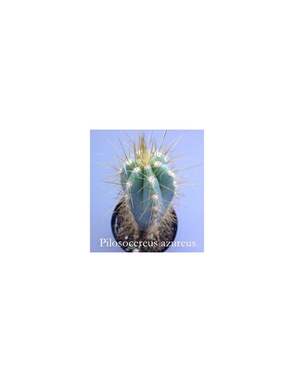 Cereus Azureus cm. 12/14