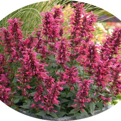 Agastache 'Red Fortune' ® 9...