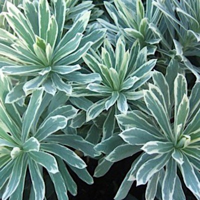 Euphorbia characias 'Silver...