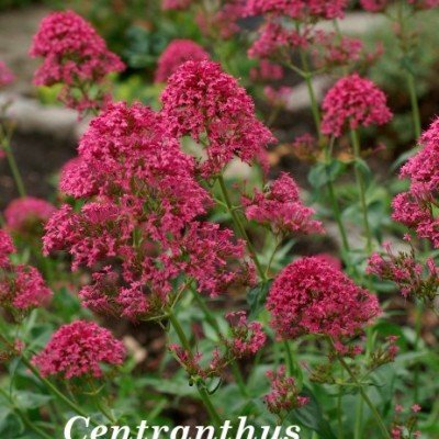 Centranthus Ruber Coccineus...