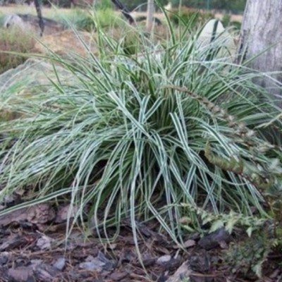 Carex cm.40 oshimensis...