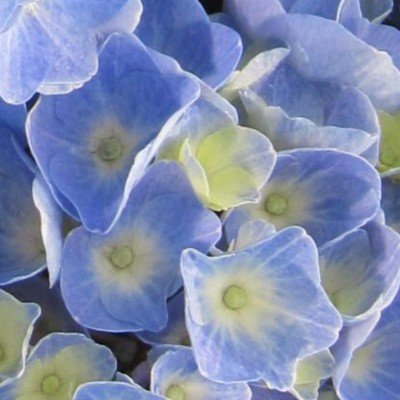 Hydrangea Bela Blue® vaso 19